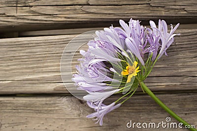 Great picture of a pretty flower Stock Photo