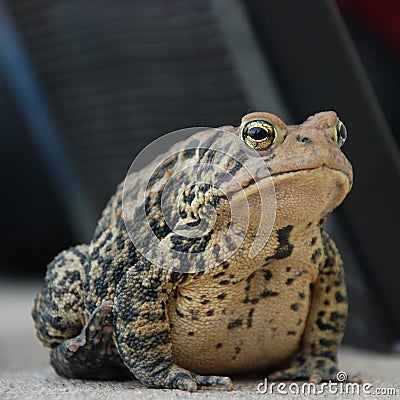 Toad Stock Photo