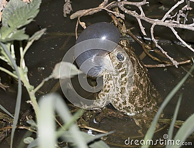 Great Plains toad Stock Photo