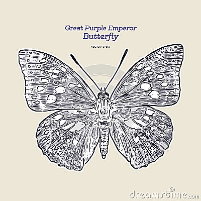 Great purple emperor Sasakia charonda, hand draw sketch vector Vector Illustration