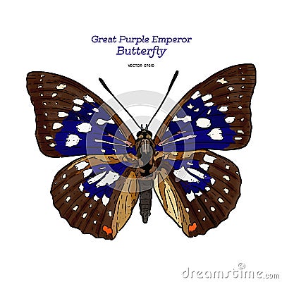Great purple emperor Sasakia charonda, hand draw sketch vector Vector Illustration