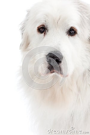 Great Pyrenees Stock Photo