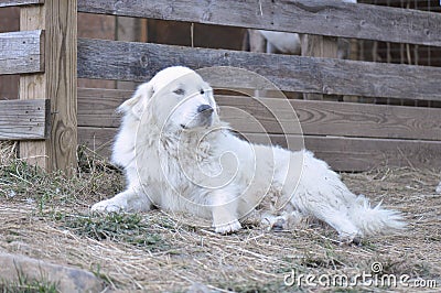 Great Pyrenees Stock Photo