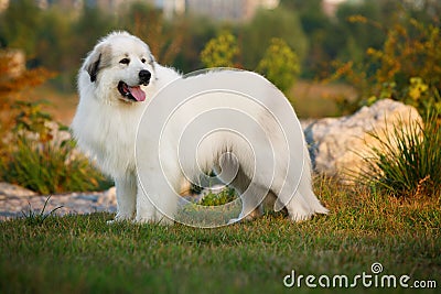 Great Pyrenees Stock Photo