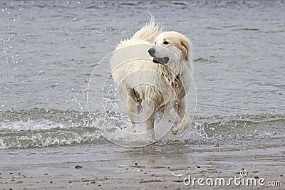 Great Pyrenees at the Beach Stock Photo