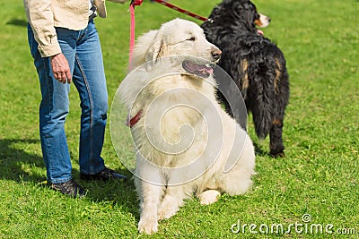 Great Pyrenees dog in the park Stock Photo
