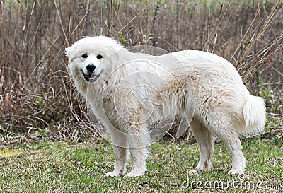 Great Pyrenees farm dog outside Stock Photo