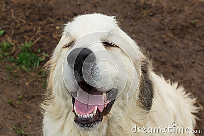 Great Pyrenees Laughing Stock Photo