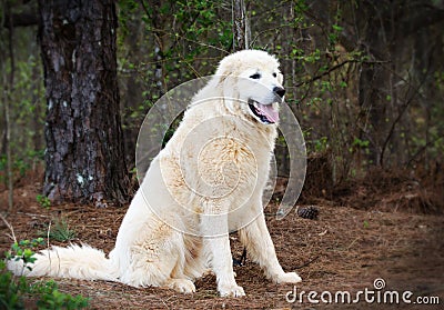 Great Pyrenees Livestock guardian dog Stock Photo