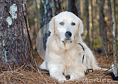 Great Pyrenees Livestock Guardian Dog Stock Photo