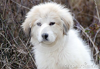 Great Pyrenees Puppy Stock Photo