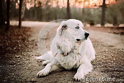 Great Pyrenees at Sunrise Stock Photo