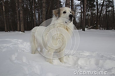 Great Pyrenees in Winter Stock Photo