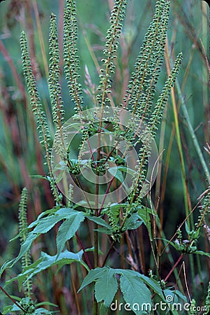 Great Ragweed 23658 Stock Photo