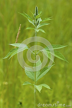 Great Ragweed 846822 Stock Photo