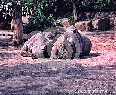 great rarity, there are already two last animals in the world. Northern White rhinoceros, Ceratotherium simum cottoni Stock Photo