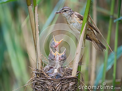 The Great Reed Warbler, Acrocephalus arundinaceus is feeding its chicks inside the reeds, there is strong rain. Young birds have Stock Photo