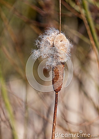 Great Reedmace - Typha latifolia shedding its seeds. Stock Photo