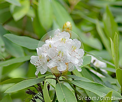 Closeup of a Cluster of Great Rhododendron Flowers Stock Photo