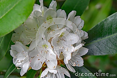 Great Rhododendron - Rhododendron maximum Stock Photo