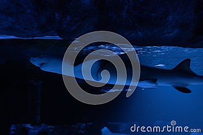 Great white Shark posing in the deep blue water Stock Photo