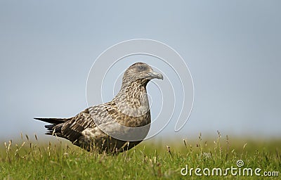 Great skua Bonxie in the meadow Stock Photo