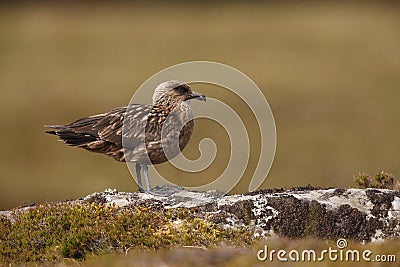 Great skua, Stercorarius skua, Stock Photo