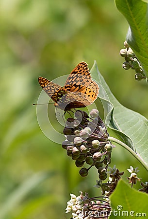Great Spangled Fritillary butterfly portrait on Milkweed flower, Stock Photo