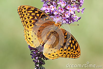 Great Spangled Fritillary Butterfly Stock Photo