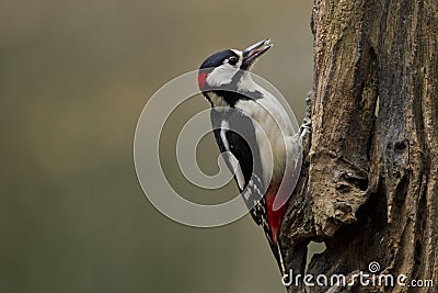 Great spotted woodpecker Stock Photo