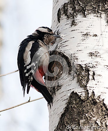 Great spotted woodpecker (Dendrocopos major). Stock Photo