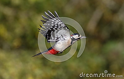Great-spotted woodpecker, Dendrocopos major Stock Photo