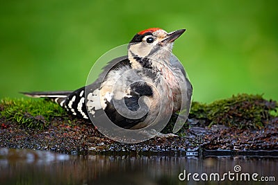 Great Spotted Woodpecker, detail close-up portrait of bird head with red cap, black and white animal in the forest habitat, clear Stock Photo