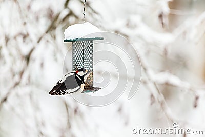 Great Spotted Woodpecker sitting on a bird feeder in winter in the garden Stock Photo