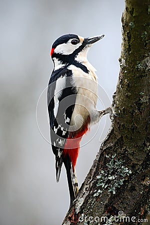 Great Spotted Woodpecker sitting on the tree trunk with snow during winter, animal in the nature habitat, France Stock Photo