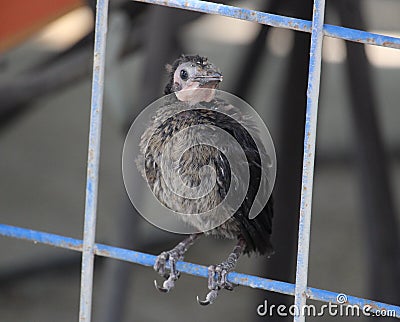 Great-tailed grackle baby bird doomed Stock Photo