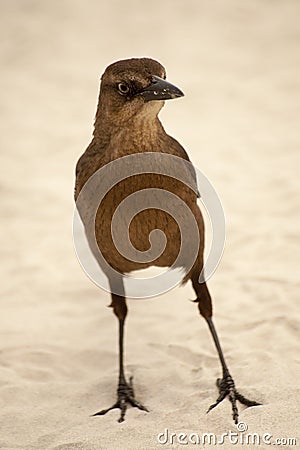 Great Tailed Grackle Bird with Attitude Stock Photo
