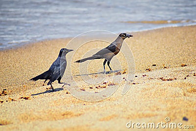 Great-tailed Grackle birds eating Winged Male Drone Leafcutter ants, dying on beach after mating flight with queen in Puerto Valla Stock Photo