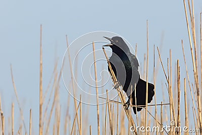 Great-tailed Grackle Calling - Texas Stock Photo
