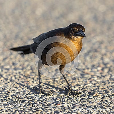 Great-tailed Grackle, female, foraging on the ground. Stock Photo