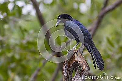 Great-tailed Grackle Stock Photo