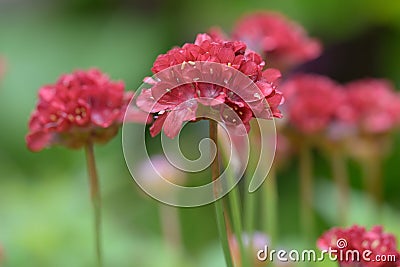 Great thrift Armeria pseudarmeria Ballerina Red, red flowers Stock Photo