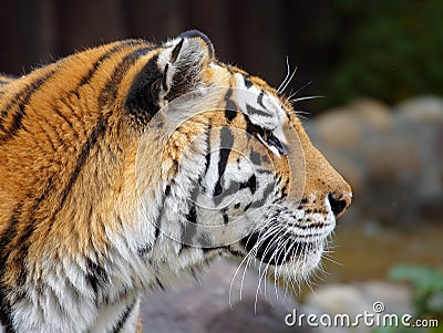 Great tiger. Stock Photo