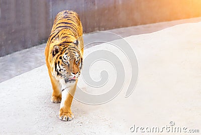 Great tiger male in the nature habitat. Tiger walk during the golden light time. Wildlife scene with danger animal. Stock Photo