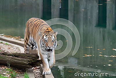 Great tiger walking in zoo Stock Photo
