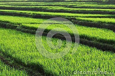 Rice field in the morning Stock Photo