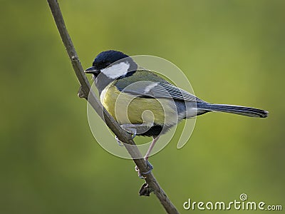 Great tit Stock Photo