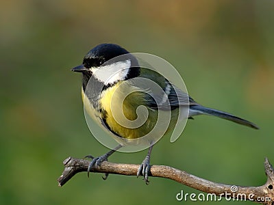 Great tit Stock Photo