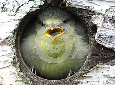 Great tit Stock Photo