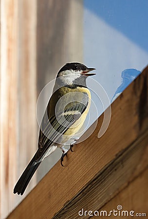 Great Tit Stock Photo